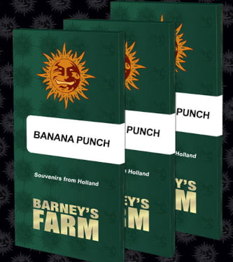 Banana Punch > Barneys Farm | Feminisierte Hanfsamen  |  Indica