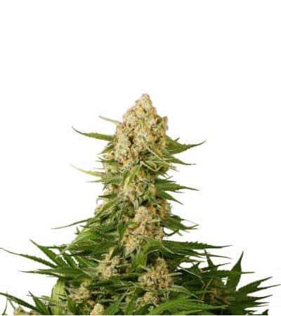 Banana Punch > Linda Seeds | Recommandations sur les graines de cannabis  |  Graines de Cannabis à bas prix