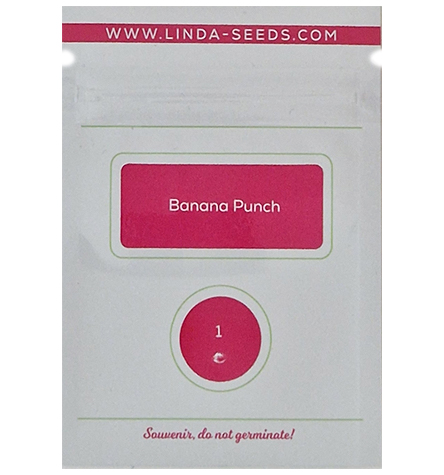 Banana Punch > Linda Seeds | NOS RECOMMANDATIONS DE GRAINES DE CANNABIS  |  Graines de Cannabis à prix bas