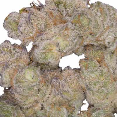 Banana Punch > Linda Seeds | Cannabis seeds recommendations  |  Cheap Cannabis