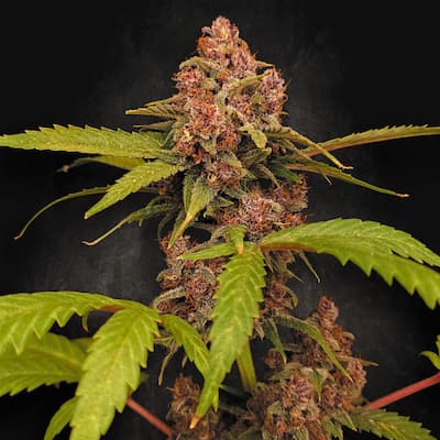 Banana Purple 2