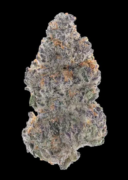 Banana Purple Punch Auto RF3 graines > Fast Buds Seeds | Graines de cannabis auto  |  Indica