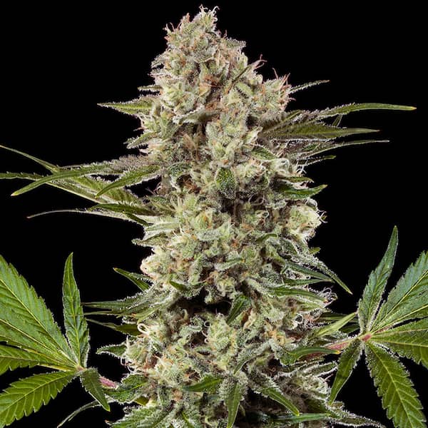 Banana Runtz Seed > Barney\'s Farm | Feminized Cannabis   |  Hybrid