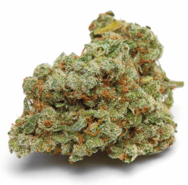 Banana Sherbert Seed > Growers Choice | Feminized Cannabis   |  Indica