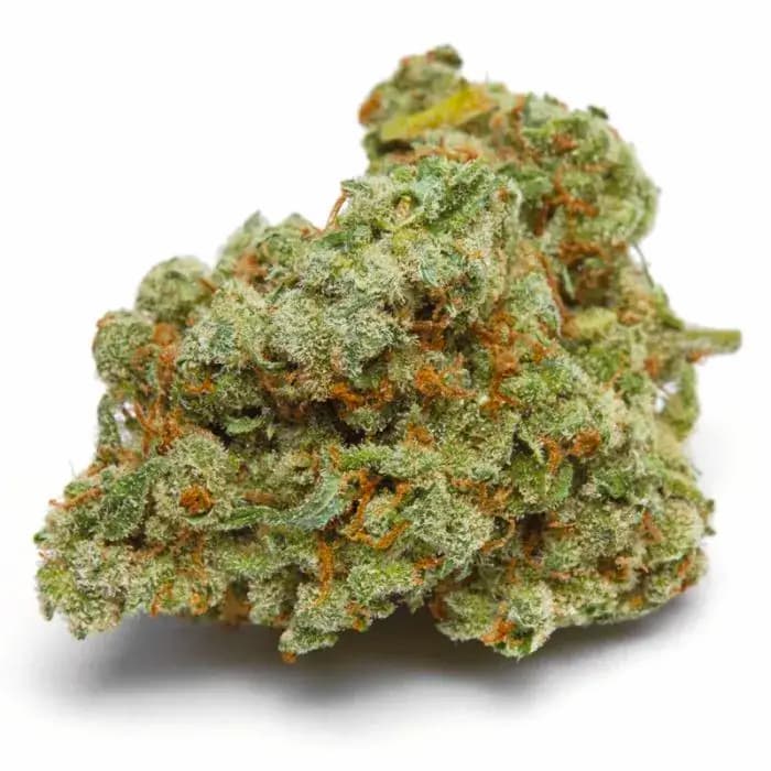 Banana Sherbet XXL Auto graines > Growers Choice | Graines de cannabis autoflo  |  Sativa