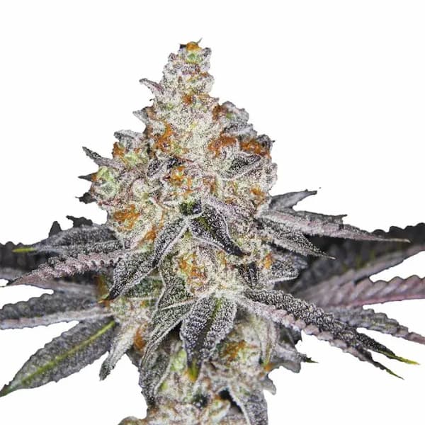 Banana Sherbet XXL Auto graines > Growers Choice | Graines de cannabis autoflo  |  Sativa
