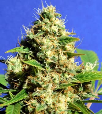 Banana Sherbet > Original Sensible Seeds | Feminized Marijuana   |  Indica