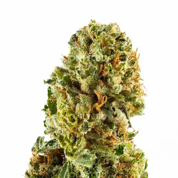 Banana Smash CBD > Only CBD | Fleurs de CBD