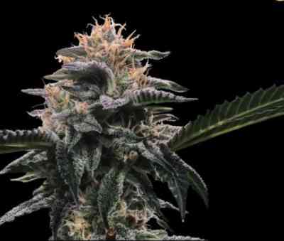 Banana Sorbet Seed > DNA Genetics | Feminized Marijuana   |  Indica