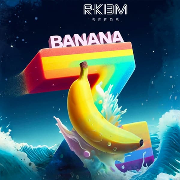 Banana Z graines > R-Kiem | Graines Féminisées  |  Indica
