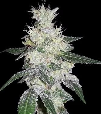 Bangi Congo x Panama > ACE Seeds | Feminized Marijuana   |  Sativa