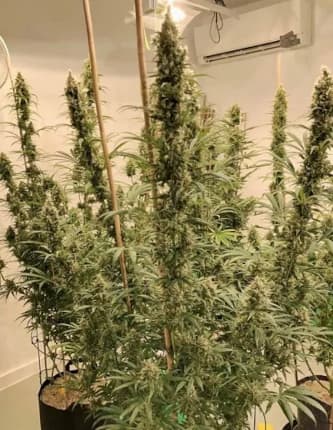 Bangi Congo x Panama > ACE Seeds | Feminized Marijuana   |  Sativa