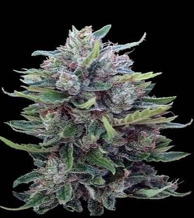 Bangi Haze x Ethiopian Standard (Regular) > ACE Seeds | Regular Cannabis   |  Sativa