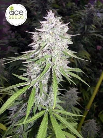 Bangi Haze > ACE Seeds | Semillas feminizadas  |  Sativa