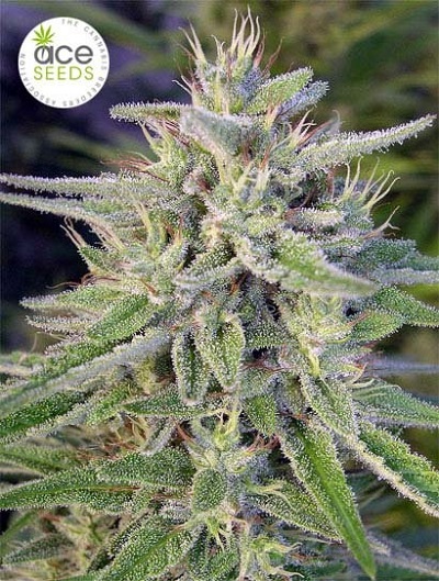 Bangi Haze > ACE Seeds | Semillas feminizadas  |  Sativa