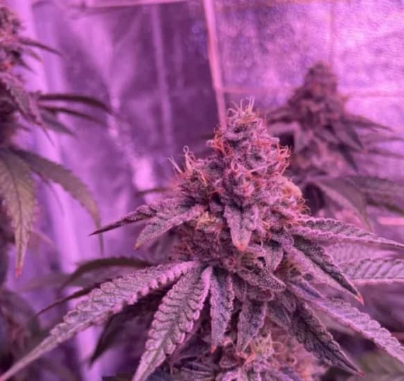 Barcelona Puff Auto Samen > Seed Stockers | Autoflowering Hanfsamen  |  Indica