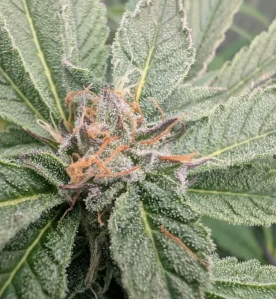 Barcelona Puff Auto Samen > Seed Stockers | Autoflowering Hanfsamen  |  Indica