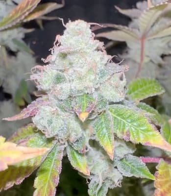 Barcelona Puff 4