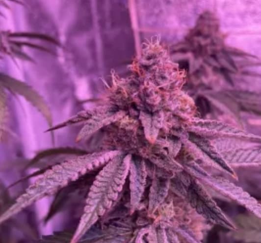 Barcelona Puff semilla > Seed Stockers | Semillas feminizadas  |  Índica