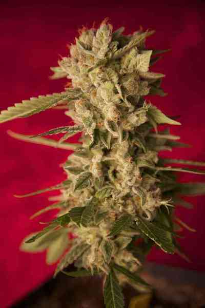 Bass Line > Reggae Seeds | Graines Normal  |  Indica