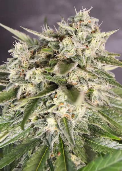 Bay Burger Seed > Delicious Seeds | Feminized Cannabis   |  Indica