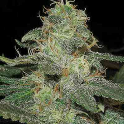 BC Diesel > Blim Burn Seeds | Semillas feminizadas  |  Sativa