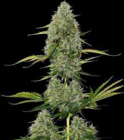 BCN Critical XXL Autoflower > Seed Stockers | Semillas autoflorecientes  |  Híbrido