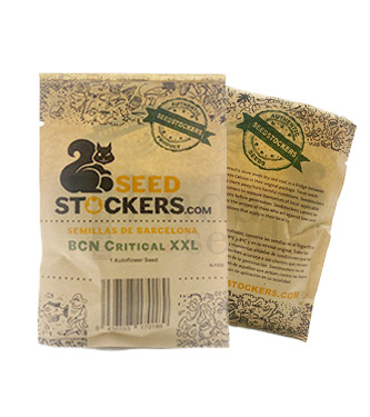 BCN Critical XXL Autoflower > Seed Stockers | Semillas autoflorecientes  |  Híbrido