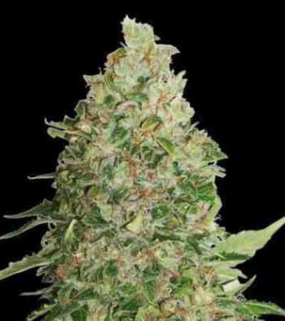 BCN Critical XXL > Seed Stockers | Feminized Marijuana   |  hybrid