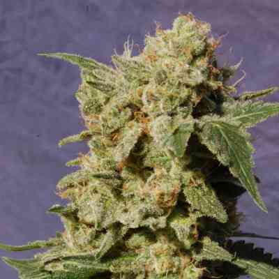 Diesel Glue > Kannabia Seeds | Feminized Marijuana   |  hybrid