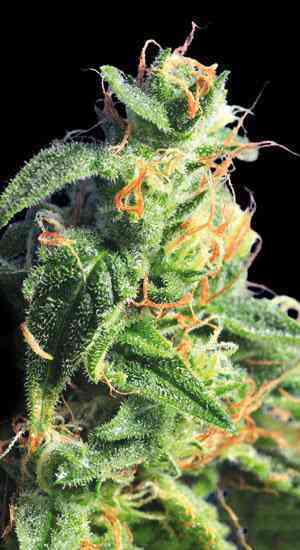 Diesel Glue > Kannabia Seeds | Feminized Marijuana   |  hybrid