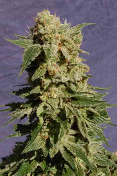 Diesel Glue > Kannabia Seeds | Feminized Marijuana   |  hybrid