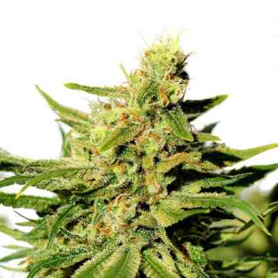 BCN Diesel CBD > Kannabia Seeds | Feminisierte Hanfsamen  |  Hybrid