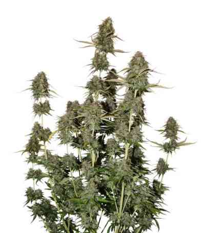 BCN Power Plant Autoflower Seed > Seed Stockers | Autoflowering Cannabis   |  Hybrid