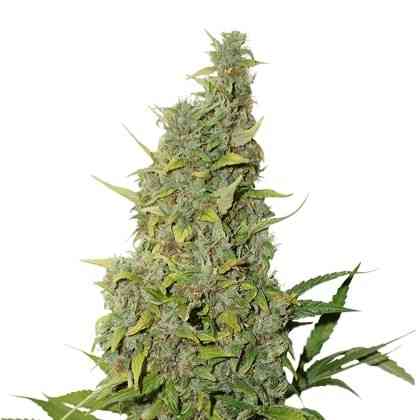 BCN Power Plant > Seed Stockers | Semillas feminizadas  |  Sativa