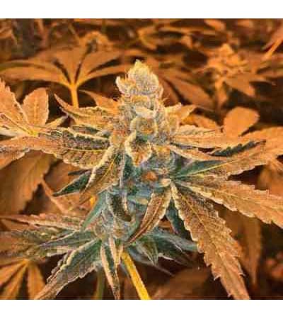 Beach Wedding Seed > Oni Seeds Co | Regular Marijuana   |  Hybrid