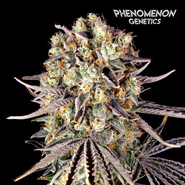 Beanz 4 Locoz > Phenomenom Genetics | Feminized Cannabis   |  Sativa
