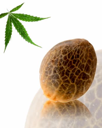 Beldia Samen > French Touch Seeds | Reguläre Hanfsamen  |  Sativa