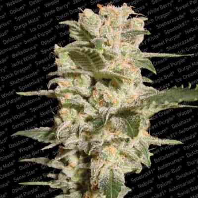 Bella Donna > Paradise Seeds | Semillas feminizadas  |  Sativa