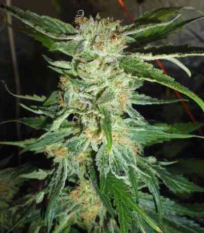 Bella Donna > Paradise Seeds | Feminized Marijuana   |  Sativa