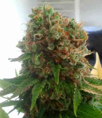 Bella Donna > Paradise Seeds | Feminisierte Hanfsamen  |  Sativa