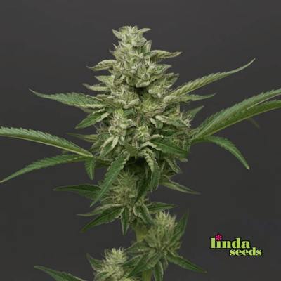 Berghain Bouncer Samen > Linda Seeds | Feminisierte Hanfsamen  |  Indica