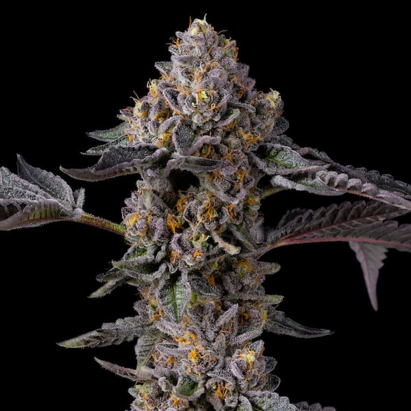 Triple Scoop x Berniehana Butter Seed > Cookies Seedbank | Feminized Cannabis   |  Hybrid