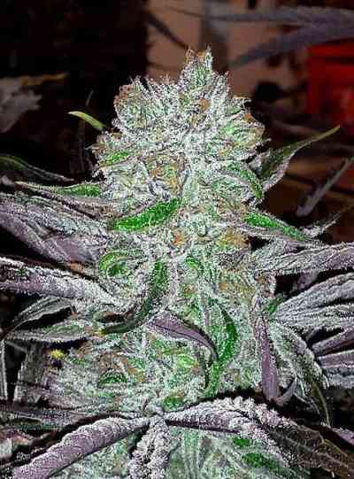 Best Friend OG Samen > Jinxproof Genetics | Reguläre Hanfsamen  |  Hybrid