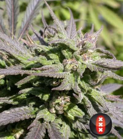 Biddy Early > Serious Seeds | Semillas feminizadas  |  Sativa