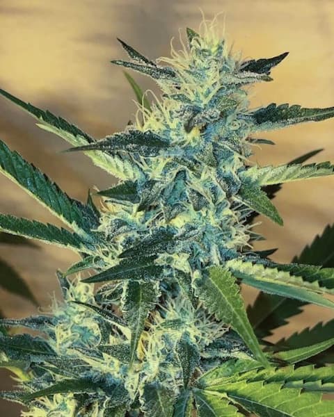 Big Apple Cookies Seed > Mamiko Seeds | Feminized Cannabis   |  Sativa