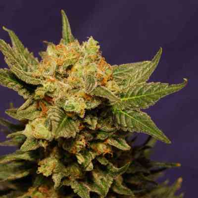 Big Band > Kannabia Seeds | Feminized Marijuana   |  Indica