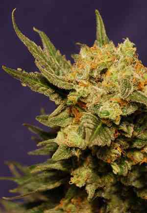 Big Band > Kannabia Seeds | Feminized Marijuana   |  Indica