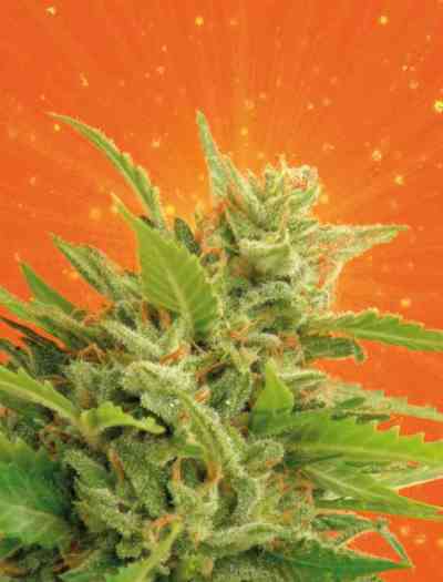 Big Band > Kannabia Seeds | Feminized Marijuana   |  Indica