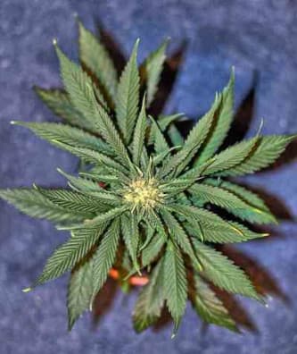 Big Bang Autoflowering > Green House Seed Company | Autoflowering Cannabis   |  Indica